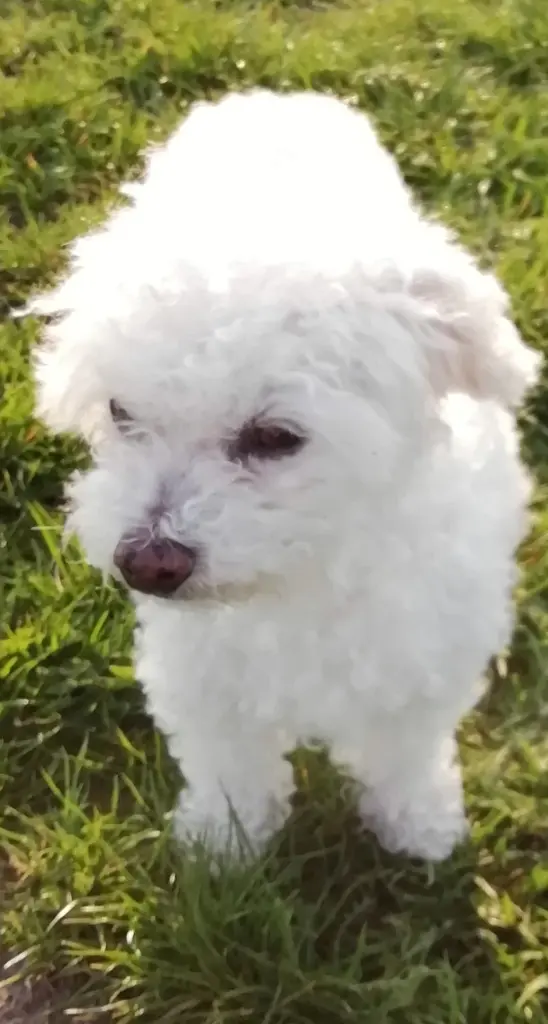 Condolence image of Snowy ❤️für Jacki ❤️