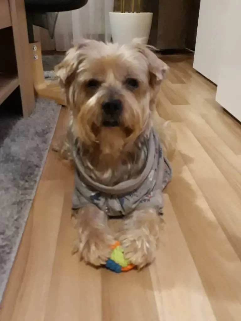 Condolence image of ⭐❤Gute Nacht Jackusiu❤⭐