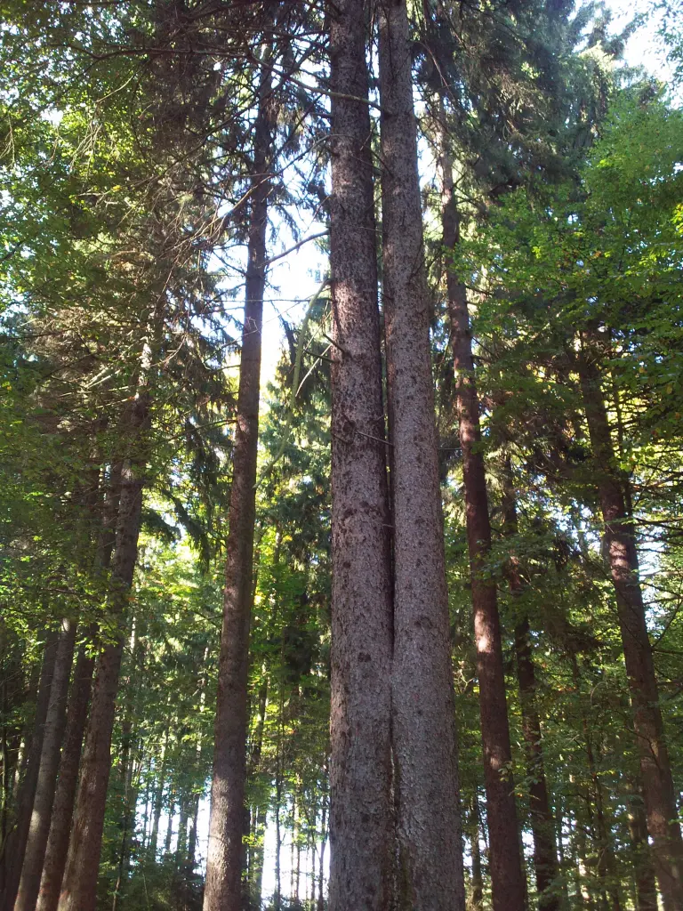 Condolence image of Manuela mit Seelenhund Flick