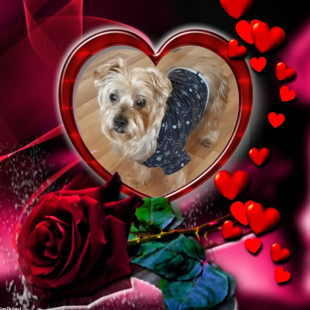 Condolence image of Dobrej Nocki❤️❤️❤️