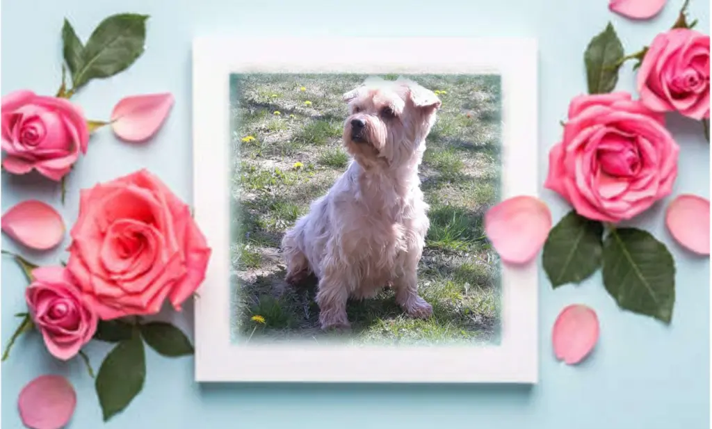 Condolence image of Sonntag...41 Wochen ohne Dich Jackuś❤...