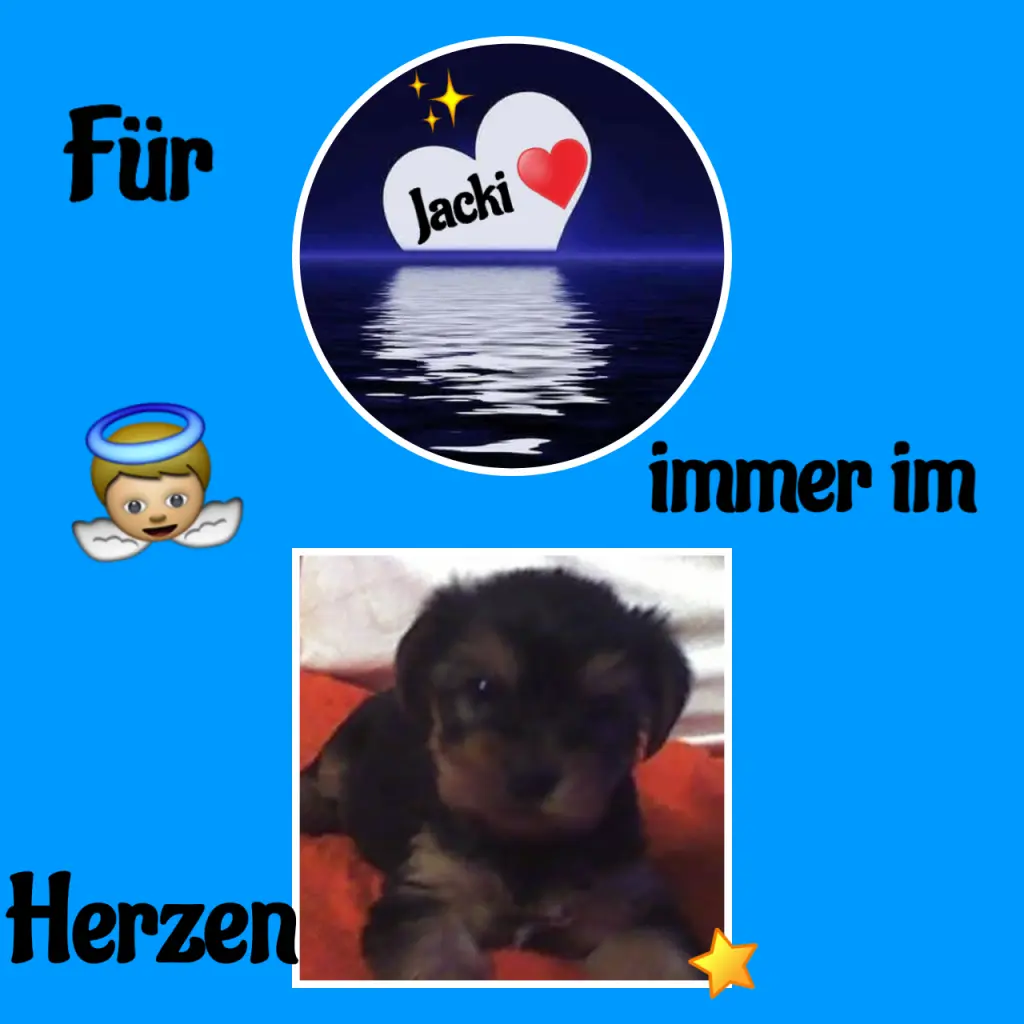 Condolence image of Martina mit Seelenhund Samy ♥️⭐♥️ für immer im Herzen 