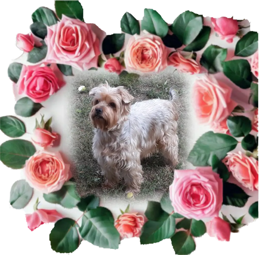 Condolence image of ⭐❤Gute Nacht Jackusiu❤⭐