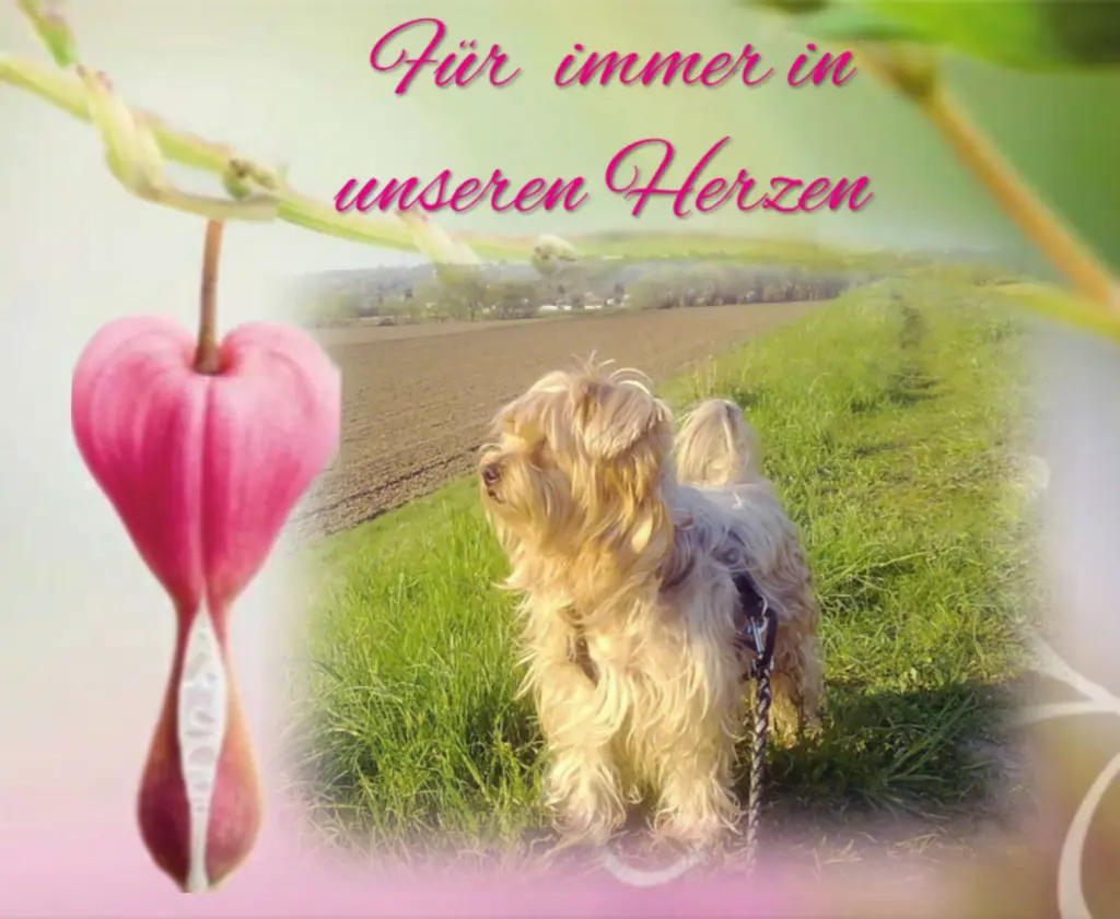 Condolence image of Sonntag...42 Wochen ohne Dich Jackuś❤...