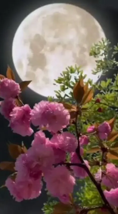 Condolence image of ⭐️❤️Gute Nacht Jackusiu❤️⭐️