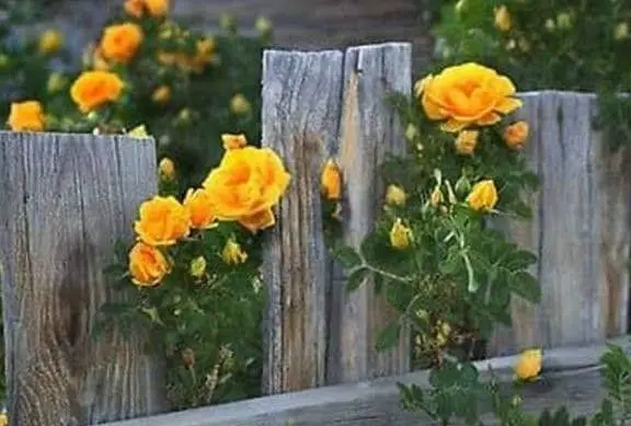 Condolence image of Immer im Herzen ❤️