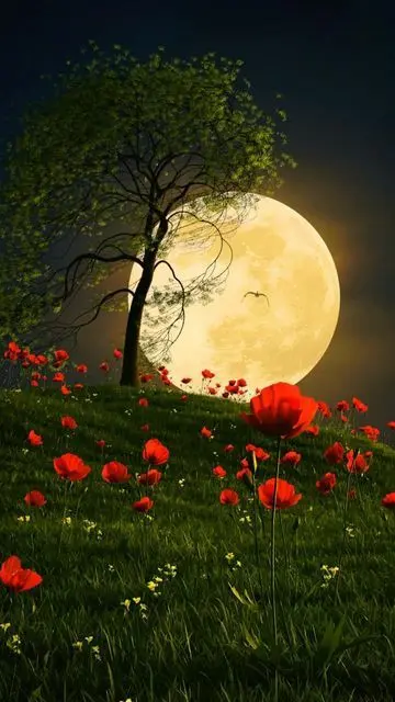 Condolence image of Martina mit Seelenhund Samy ♥️⭐♥️ für immer im Herzen 