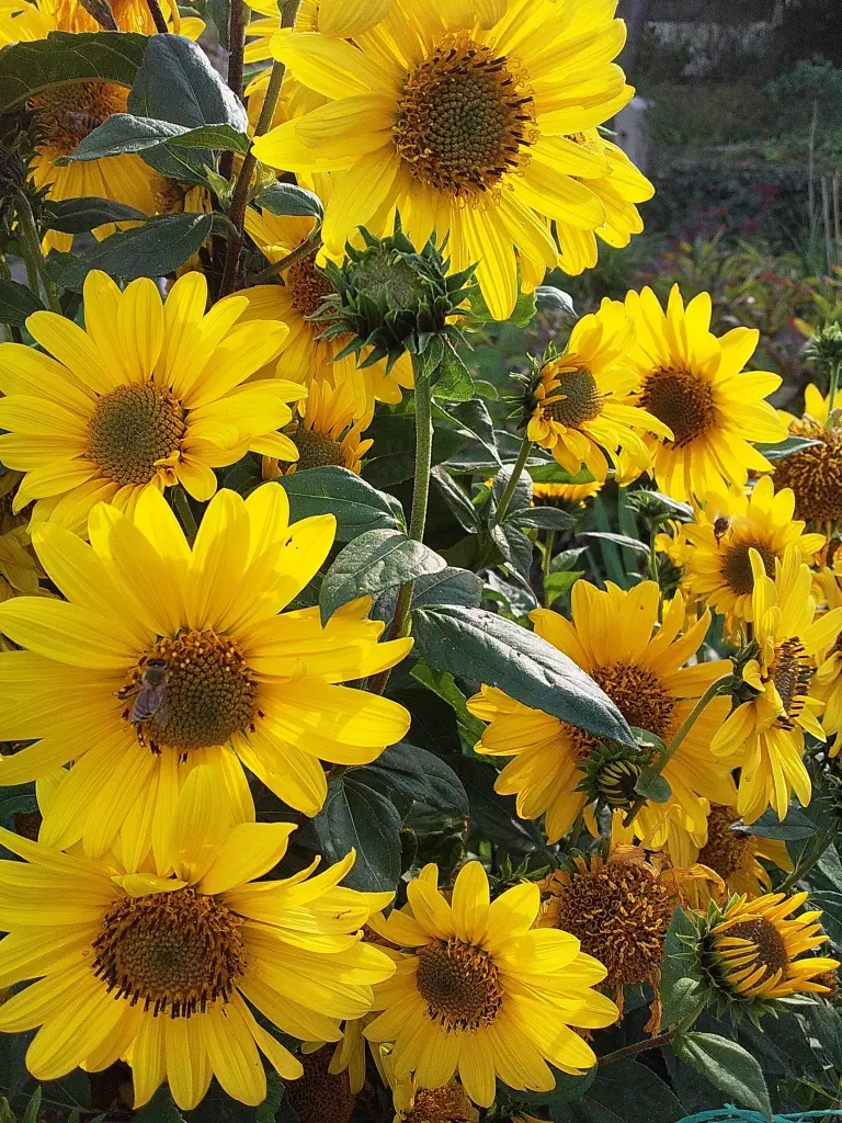 Condolence image of Manuela mit Seelenhund Flick