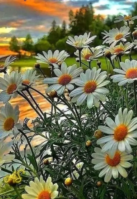 Condolence image of Liebe Grüße von ganzem Herzen ❤️