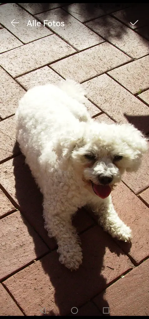 Condolence image of Snowy ❤️