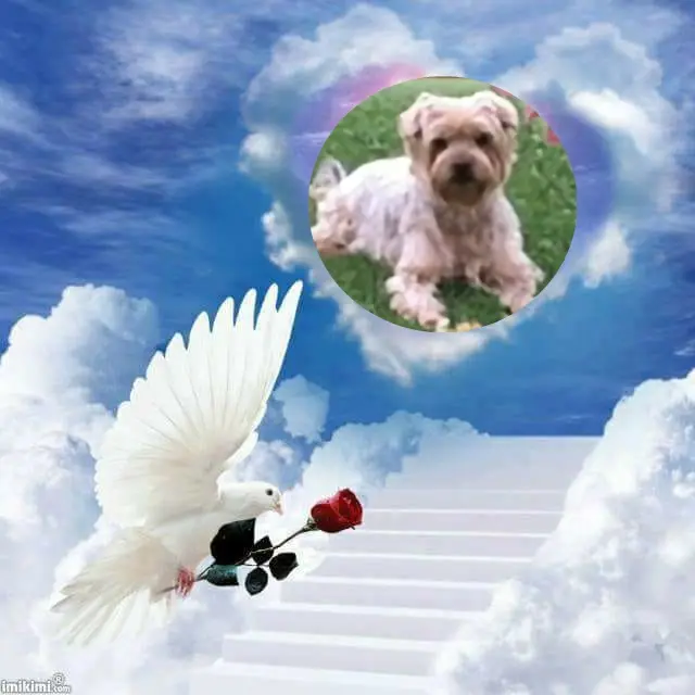 Condolence image of ❤️❤️❤️❤️❤️❤️❤️❤️❤️❤️❤️❤️