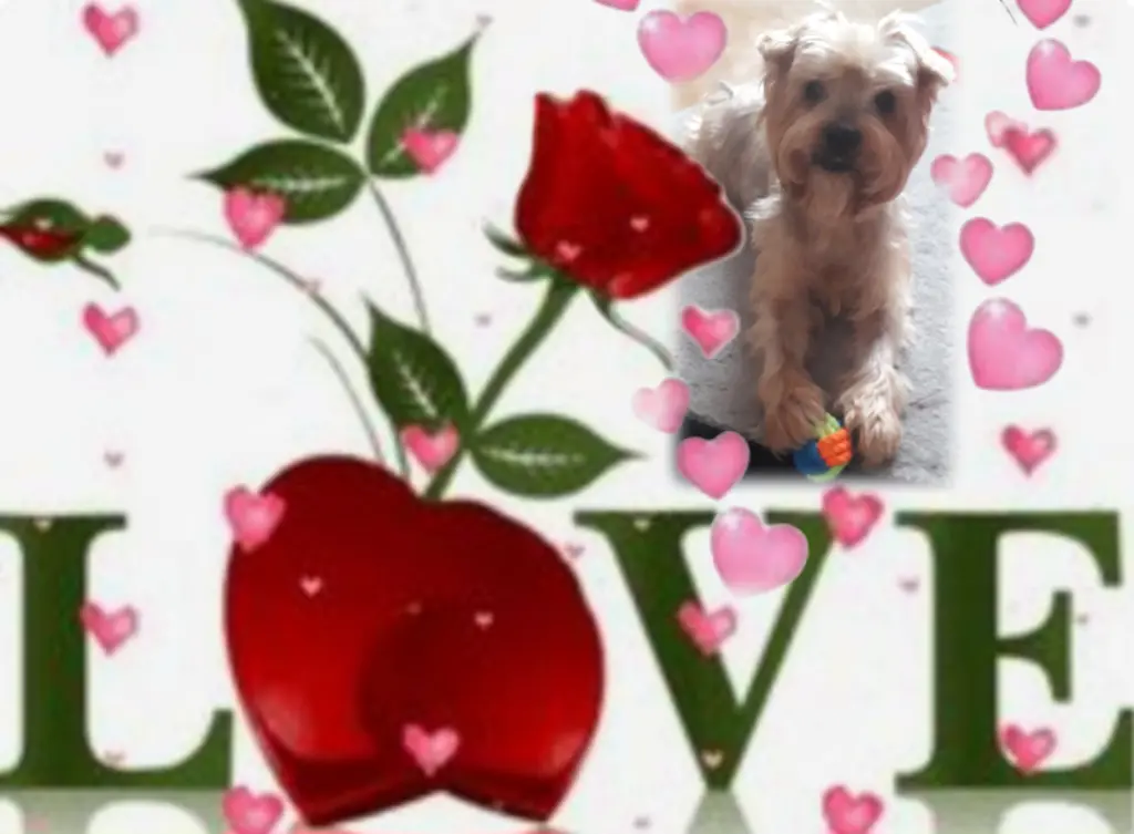 Condolence image of ⭐️❤️Gute Nacht Jackusiu❤️⭐️