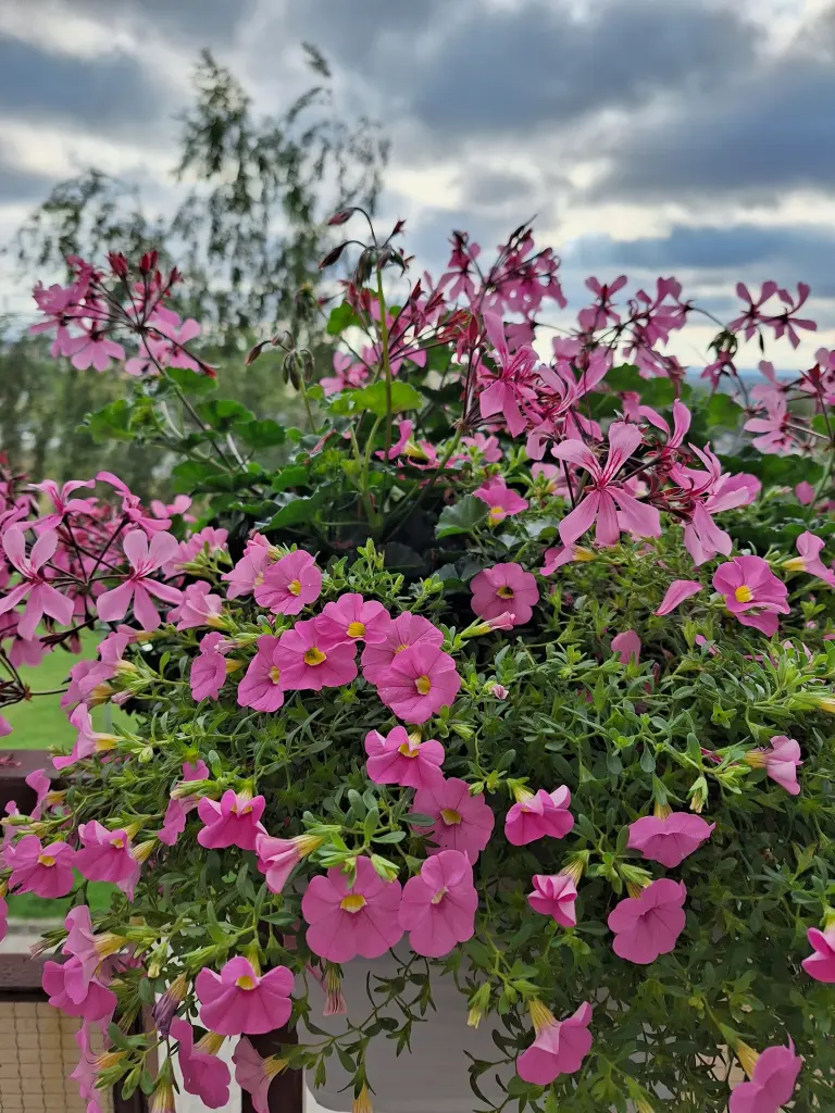 Condolence image of Ewa & Krzysztof 