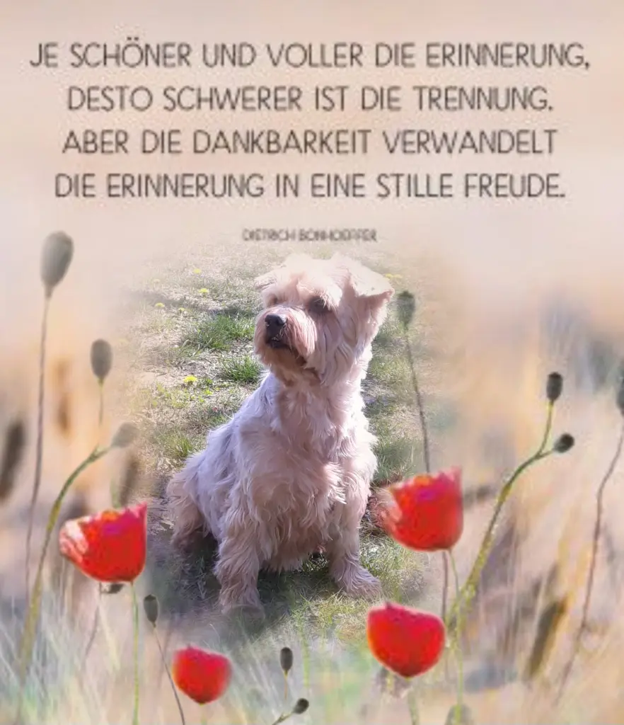 Condolence image of Sonntag...44 Wochen ohne Dich Jackuś❤️...