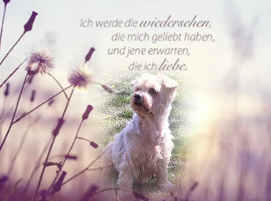 Condolence image of Jackuś❤️ geliebt❤️ und unvergessen❤️