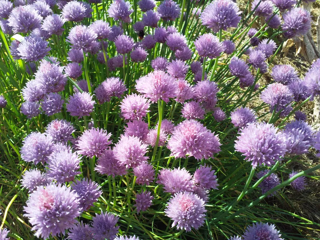 Condolence image of Manuela mit Seelenhund Flick