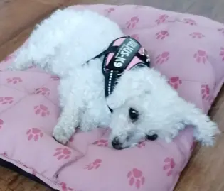 Condolence image of ❤️Snowy ❤️