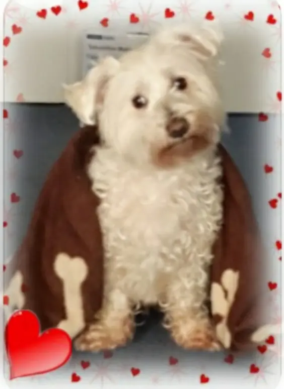 Condolence image of Martina mit Seelenhund Samy ♥️⭐♥️ für immer im Herzen 