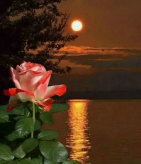 Condolence image of ⭐️❤️Gute Nacht Jackusiu❤️⭐️