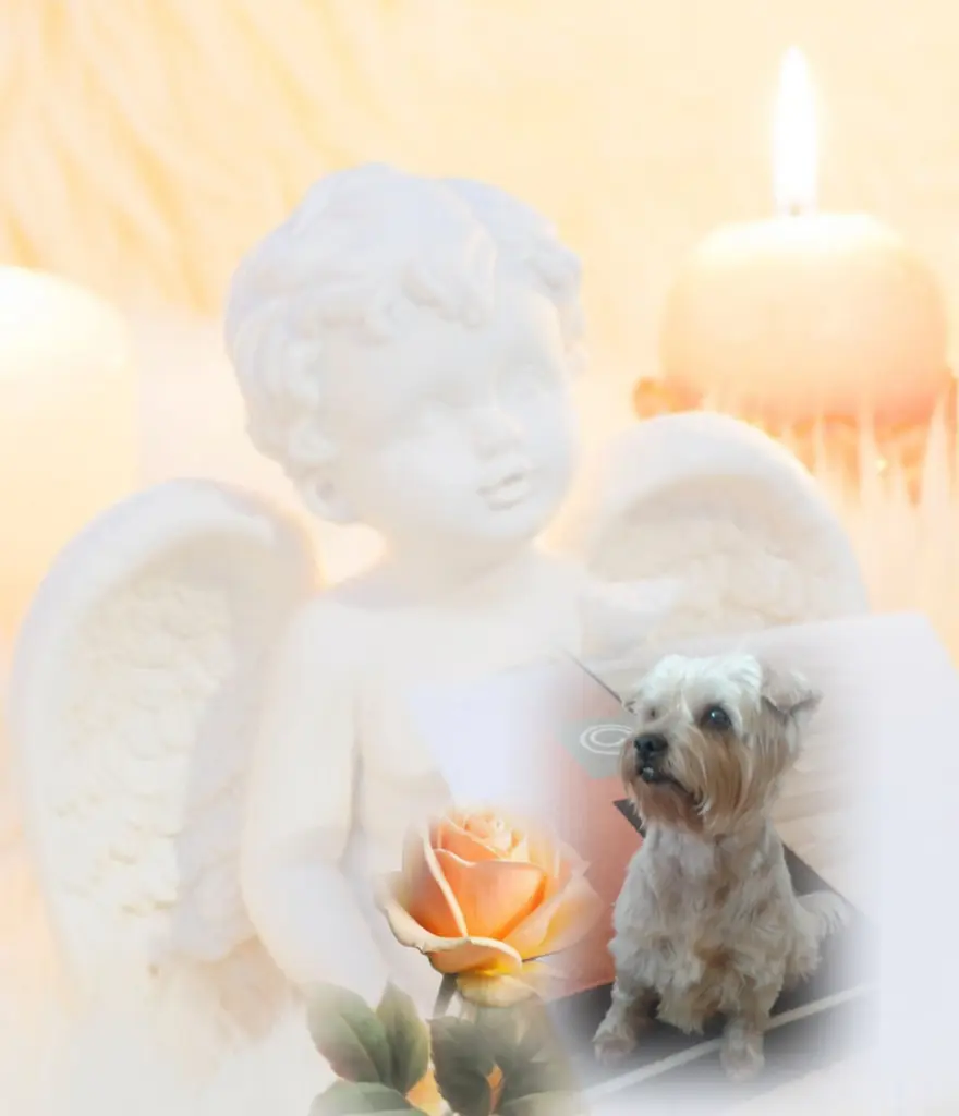 Condolence image of ⭐️❤️Gute Nacht Jackusiu❤️⭐️