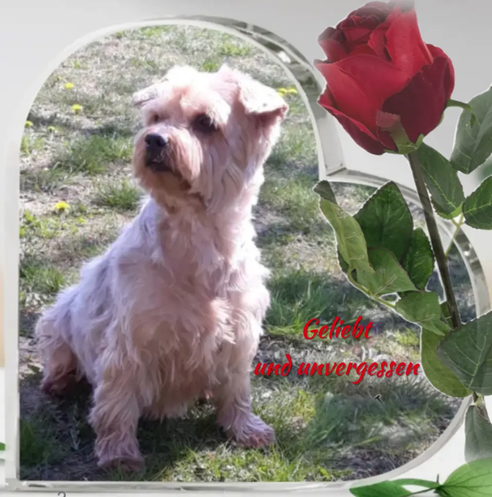 Condolence image of Sonntag...46 Wochen ohne Dich lieber Jackuś❤️...