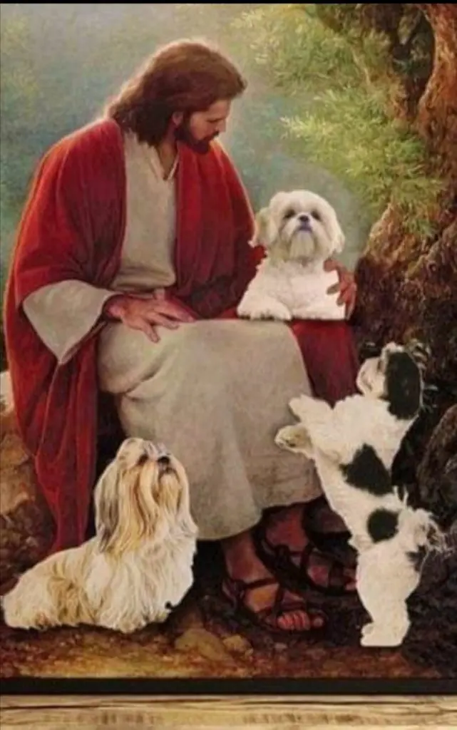 Condolence image of Martina mit Seelenhund Samy ♥️⭐♥️ für immer im Herzen 