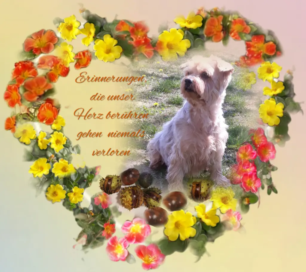 Condolence image of ❤️Jackuś❤️ na zawsze w naszych sercach❤️