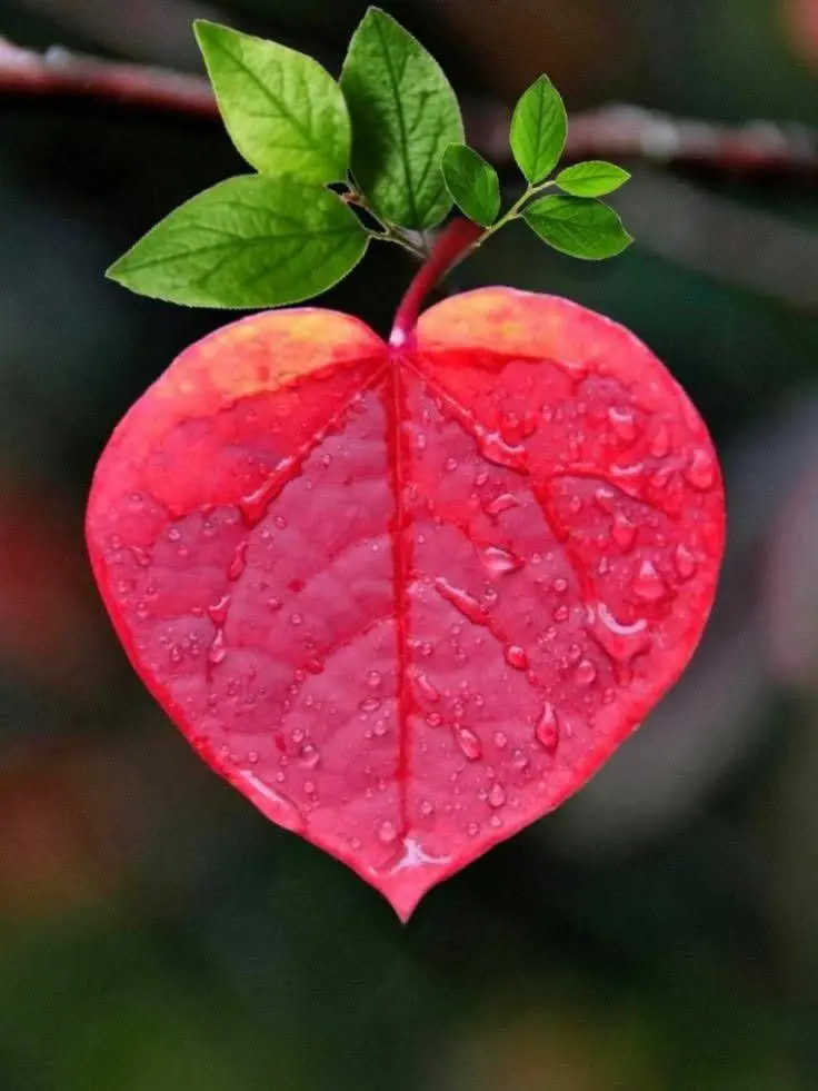 Condolence image of Ein lieber Morgengruß ♥️