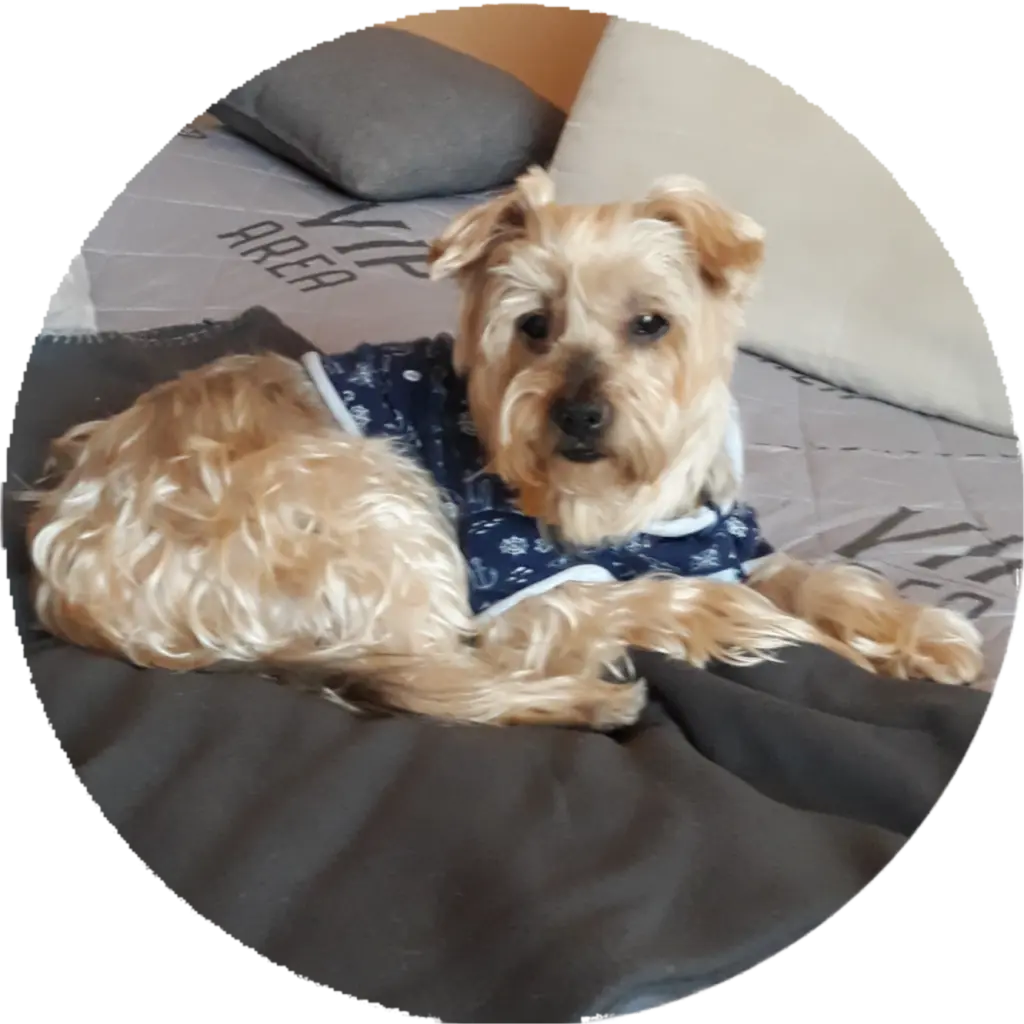 Condolence image of ⭐️❤️Gute Nacht Jackusiu❤️⭐️