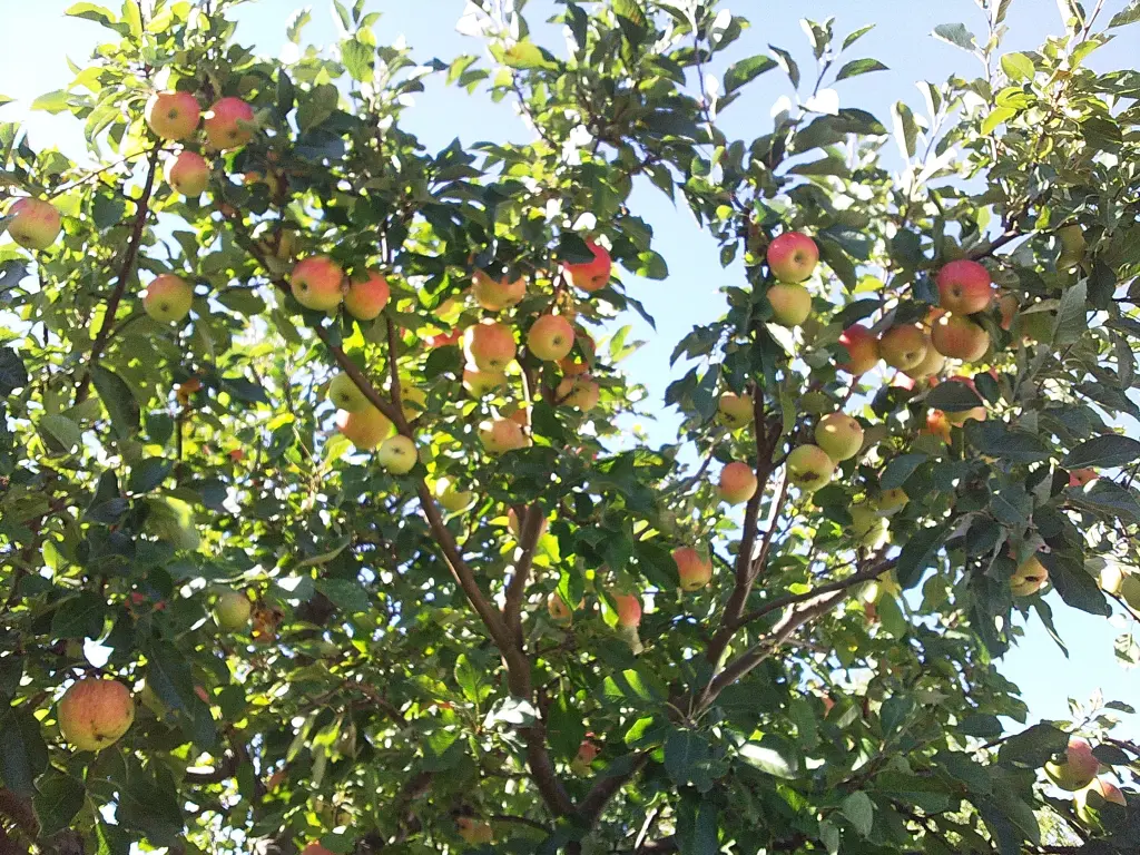 Condolence image of Manuela mit Seelenhund Flick