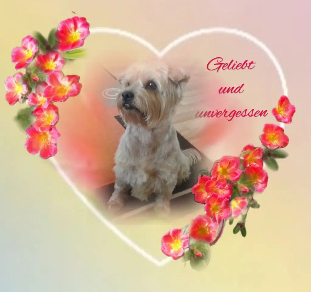 Condolence image of ⭐️❤️Gute Nacht Jackusiu❤️⭐️