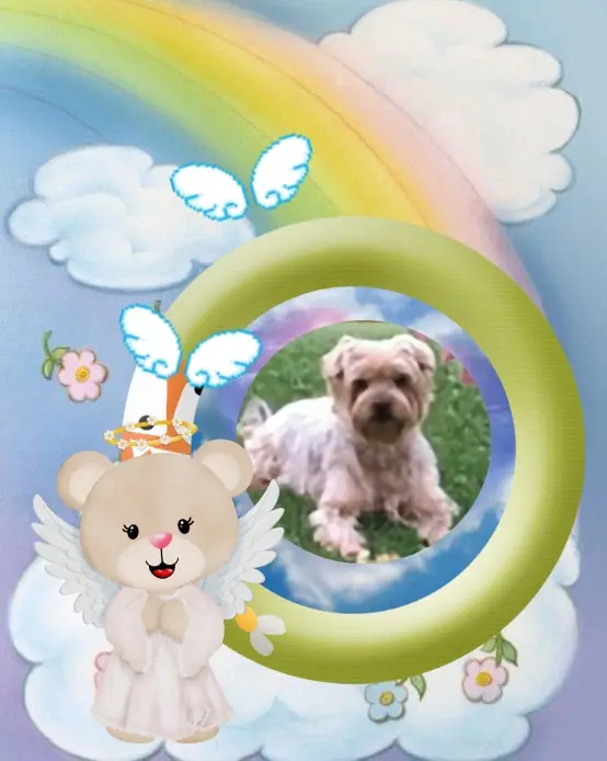 Condolence image of 47. Tygodni.....BEZ CIEBIE❤️⭐️JACKUNIU❤️⭐️