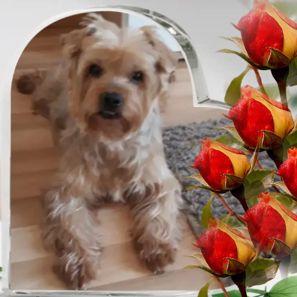 Condolence image of ⭐️❤️Gute Nacht Jackusiu❤️⭐️