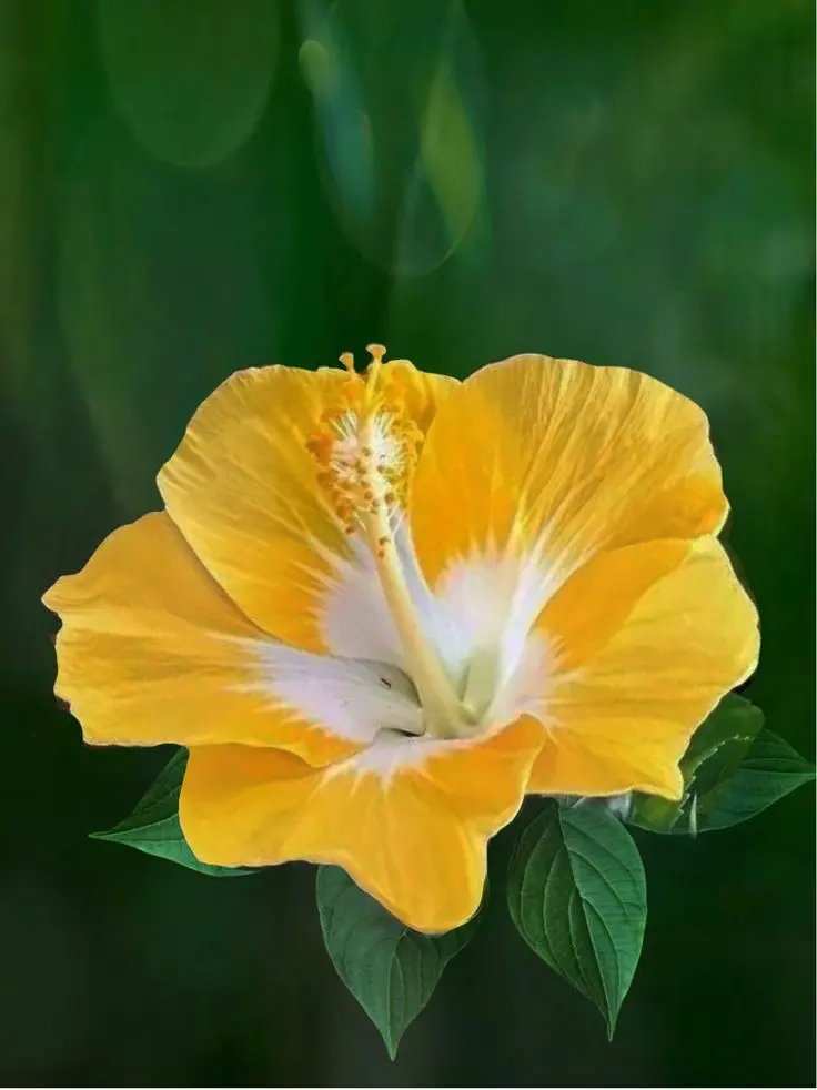 Condolence image of Martina mit Seelenhund Samy ♥️⭐♥️ für immer im Herzen 