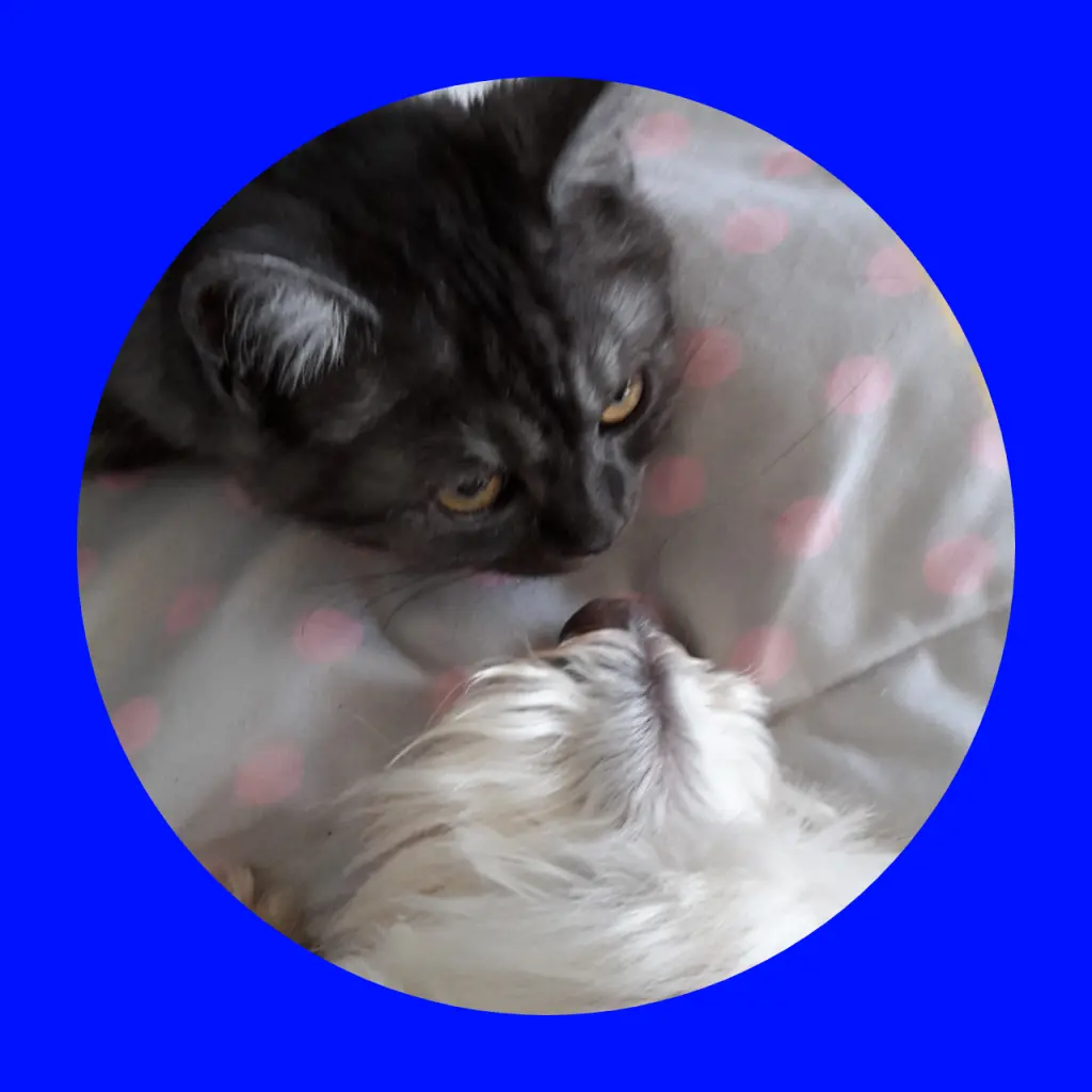 Condolence image of Für den lieben Jacki ♥️⭐♥️