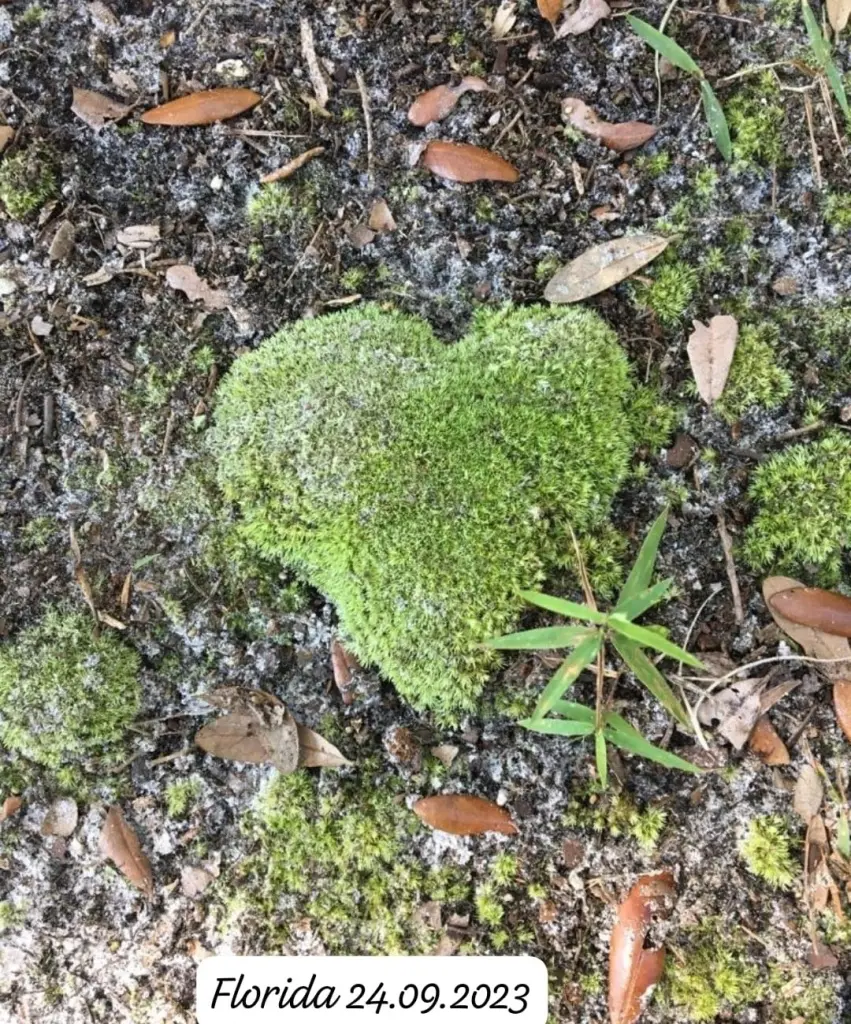 Condolence image of ❤️Sehnsucht im Herzen ❤️