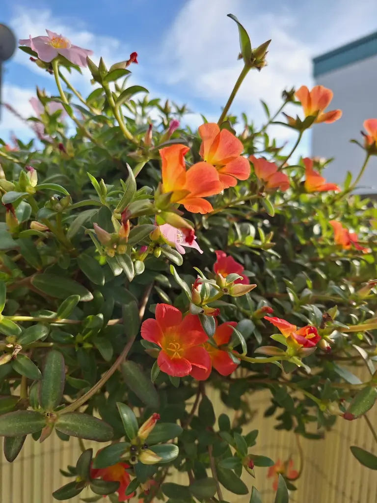 Condolence image of Ewa & Krzysztof 