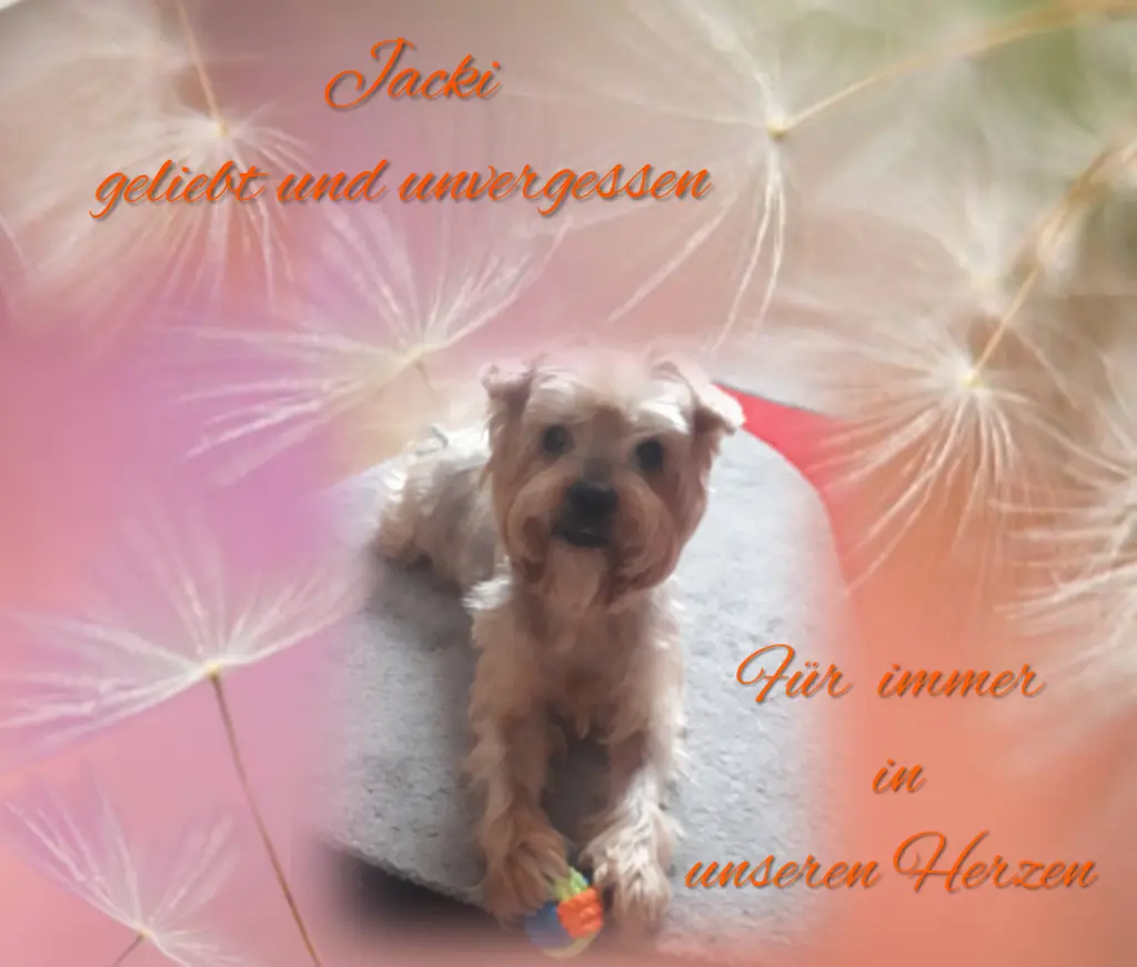 Condolence image of 11 Monate ohne Dich Jackuś❤️...