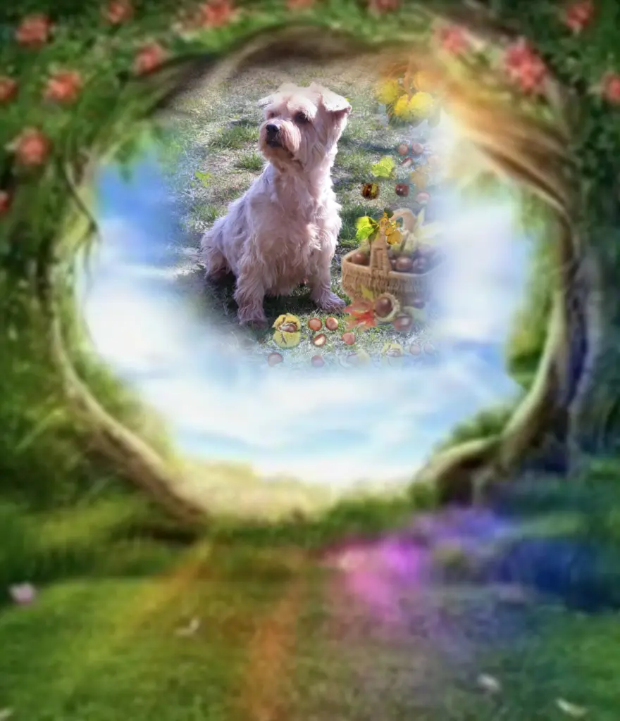 Condolence image of Jacki❤️