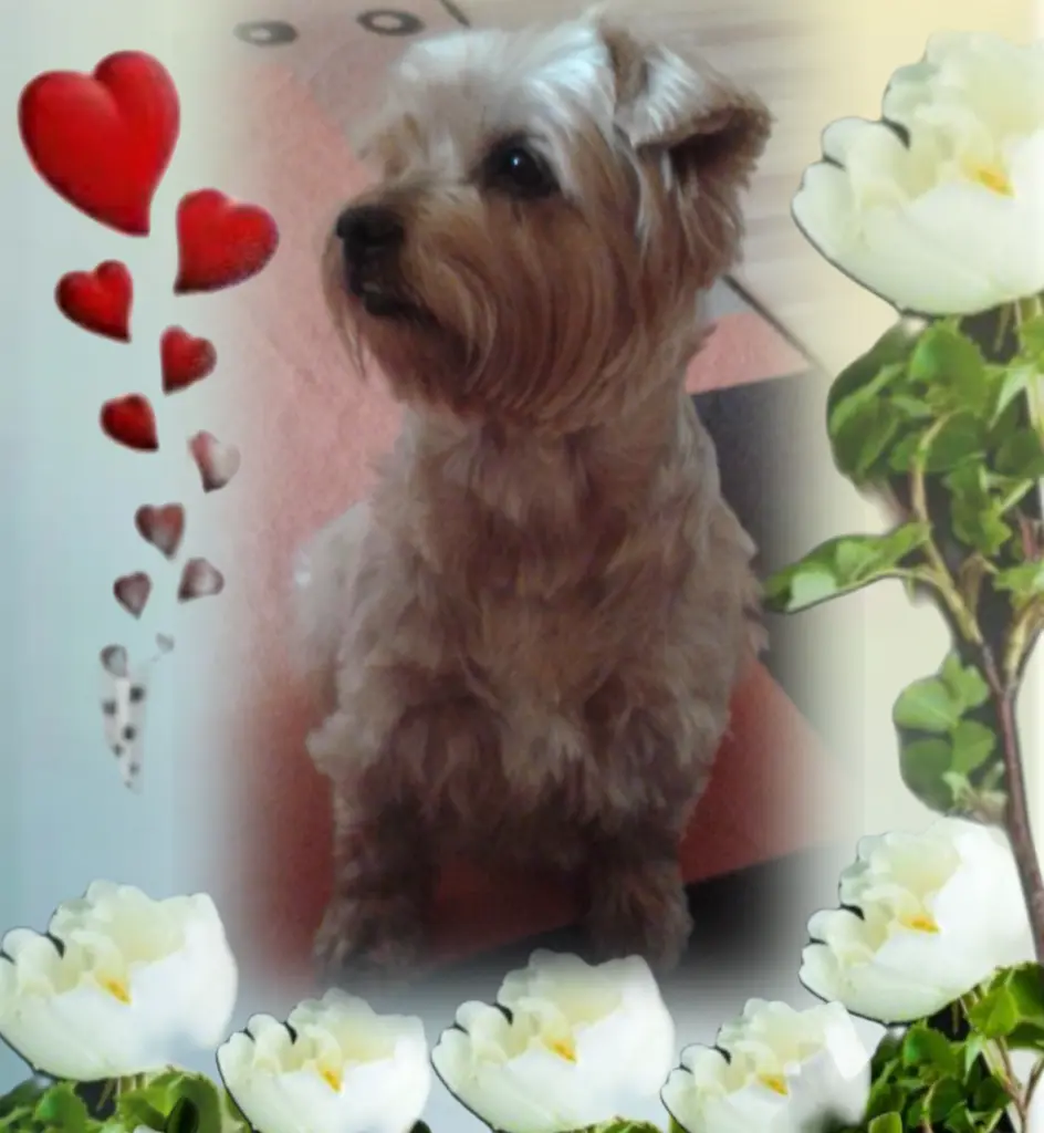 Condolence image of Sonntag...48 Wochen ohne Dich lieber Jackuś❤️...