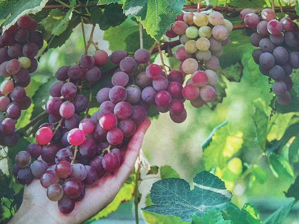 Condolence image of Manuela mit Seelenhund Flick