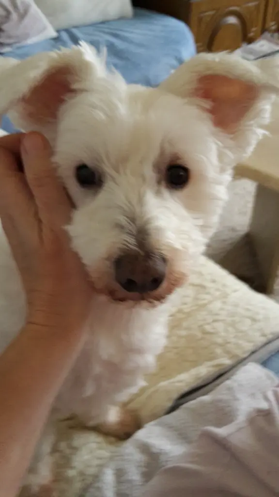 Condolence image of Martina mit Seelenhund Samy ♥️⭐♥️ für immer im Herzen 