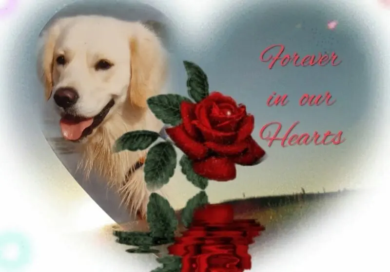 Condolence image of Claudia/ASKO ❤️ 