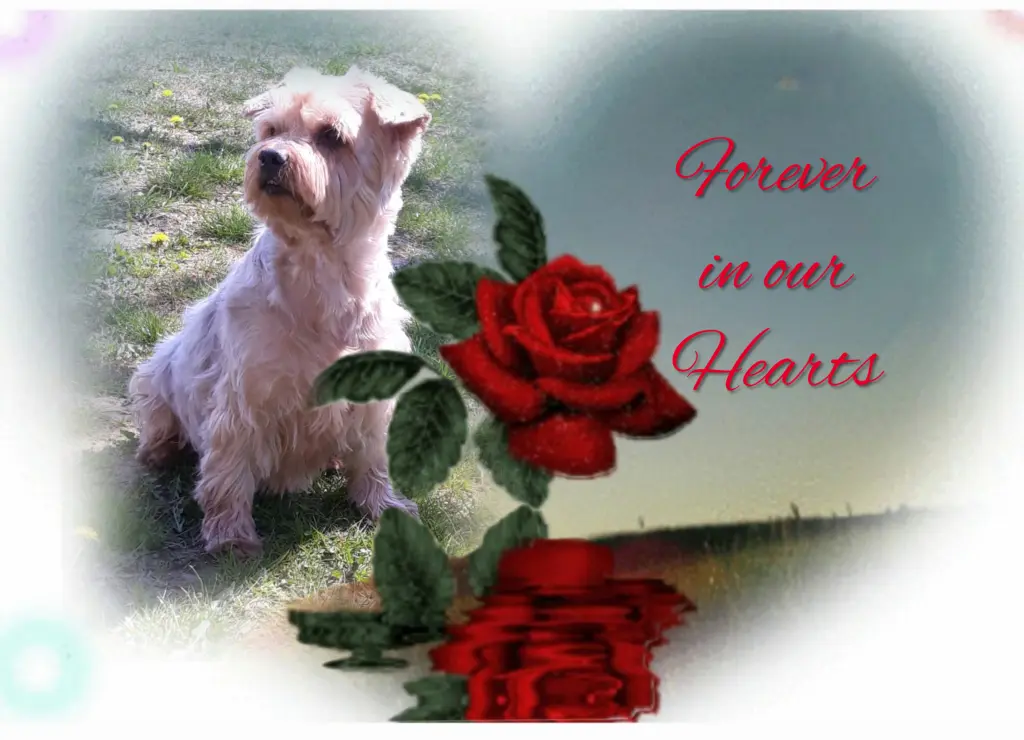 Condolence image of Ewa & Krzysztof 