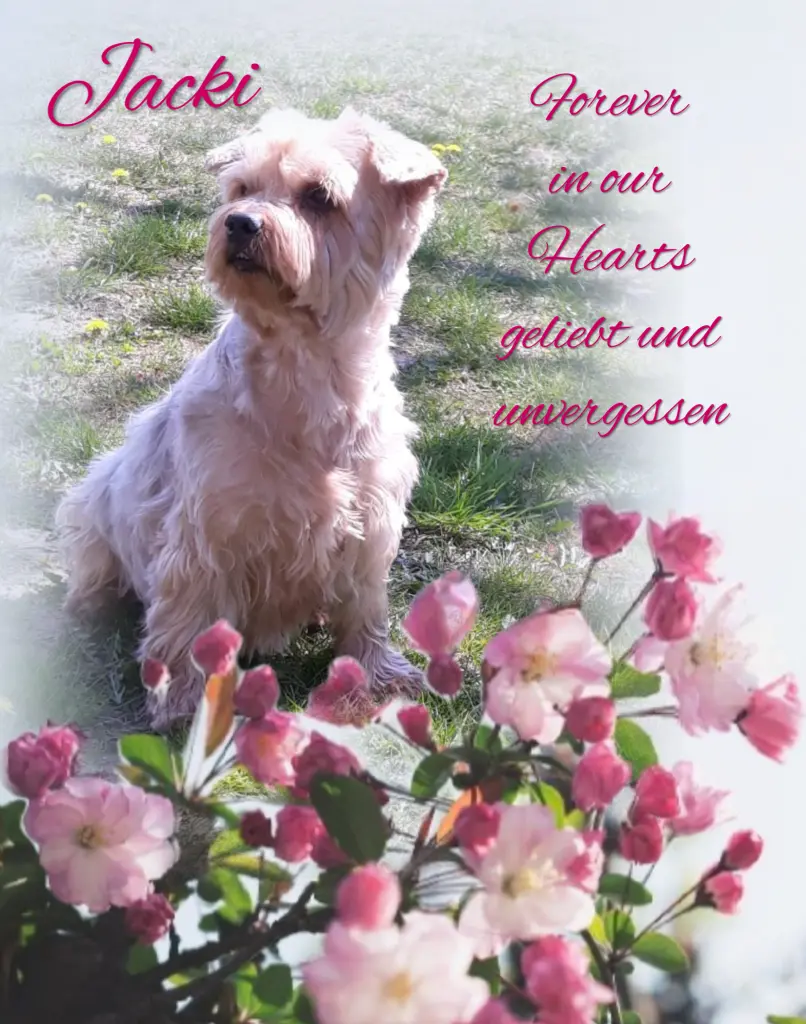 Condolence image of Sonntag...49 Wochen ohne Dich Jackuś❤️...