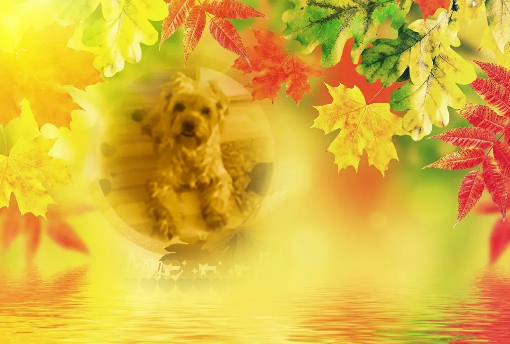 Condolence image of 49. Tygodni..........BEZ CIEBIE❤️⭐️UKOCHANY❤️❤️❤️❤️❤️❤️❤️JACKUNIU❤️⭐️