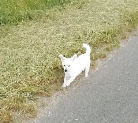 Condolence image of Snowy ❤️für Jacki ❤️