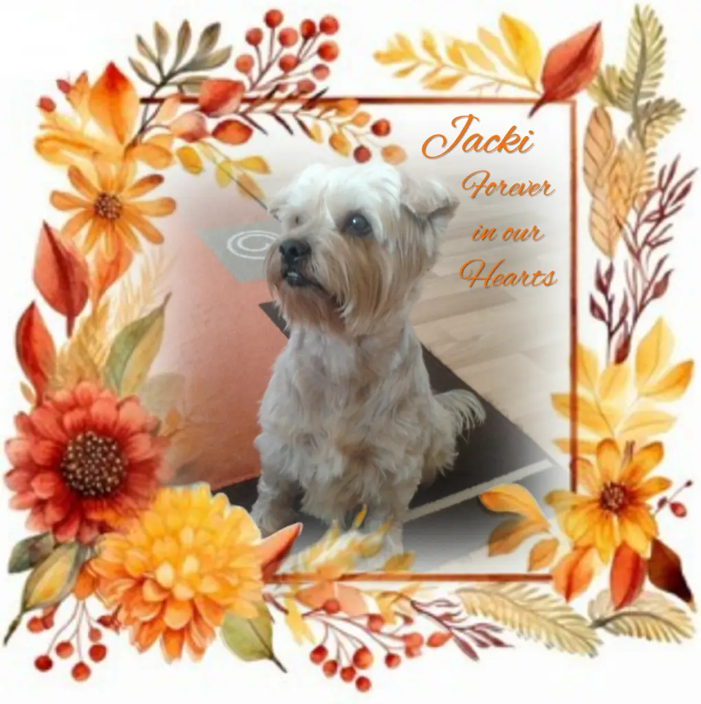 Condolence image of Sonntag...50 Wochen ohne Dich Jackuś❤️