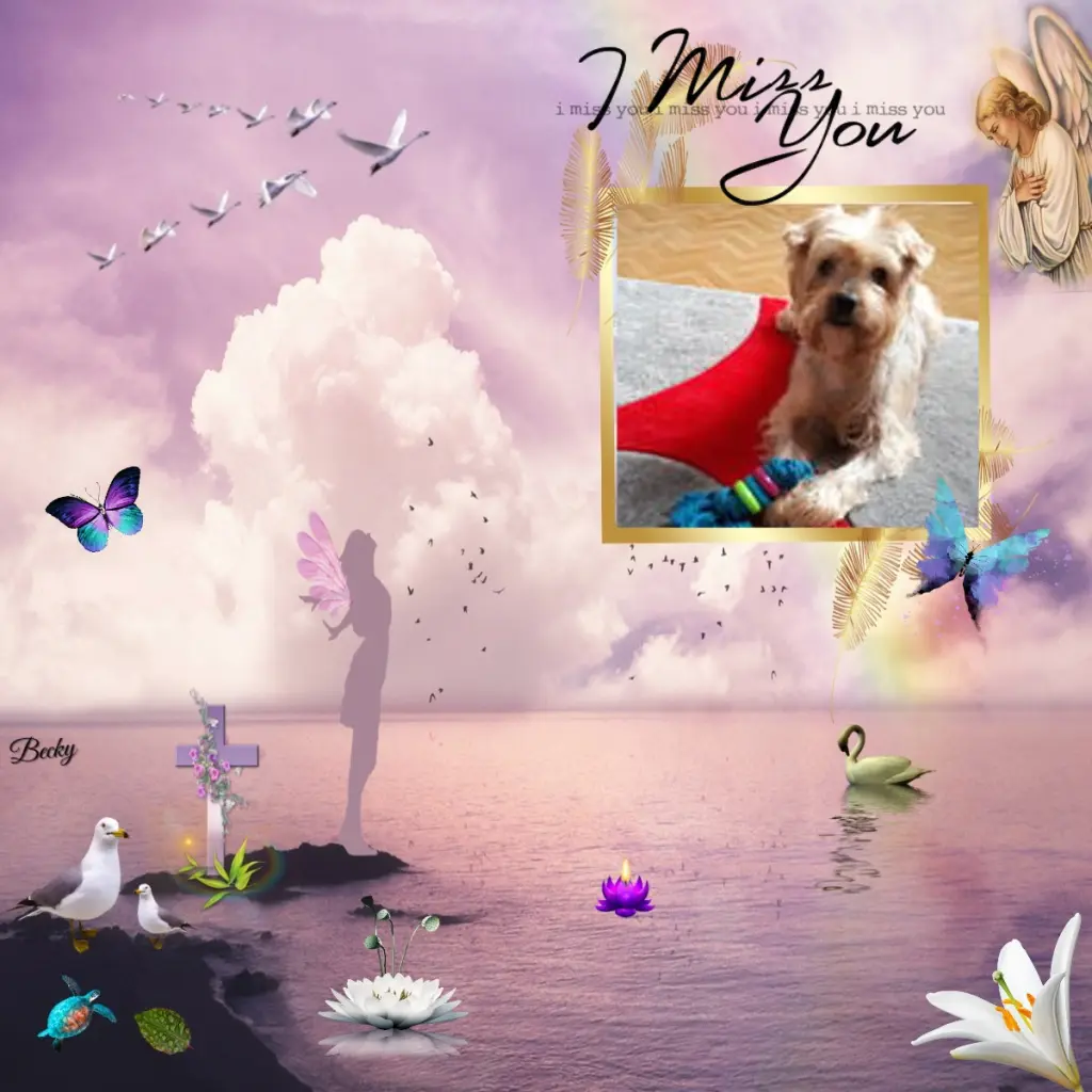 Condolence image of 50. Tygodni..... Bez Ciebie❤️⭐️Ukochany❤️❤️❤️❤️❤️❤️❤️❤️❤️Jackusiu❤️⭐️