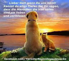 Condolence image of ❤️ Luna ❤️